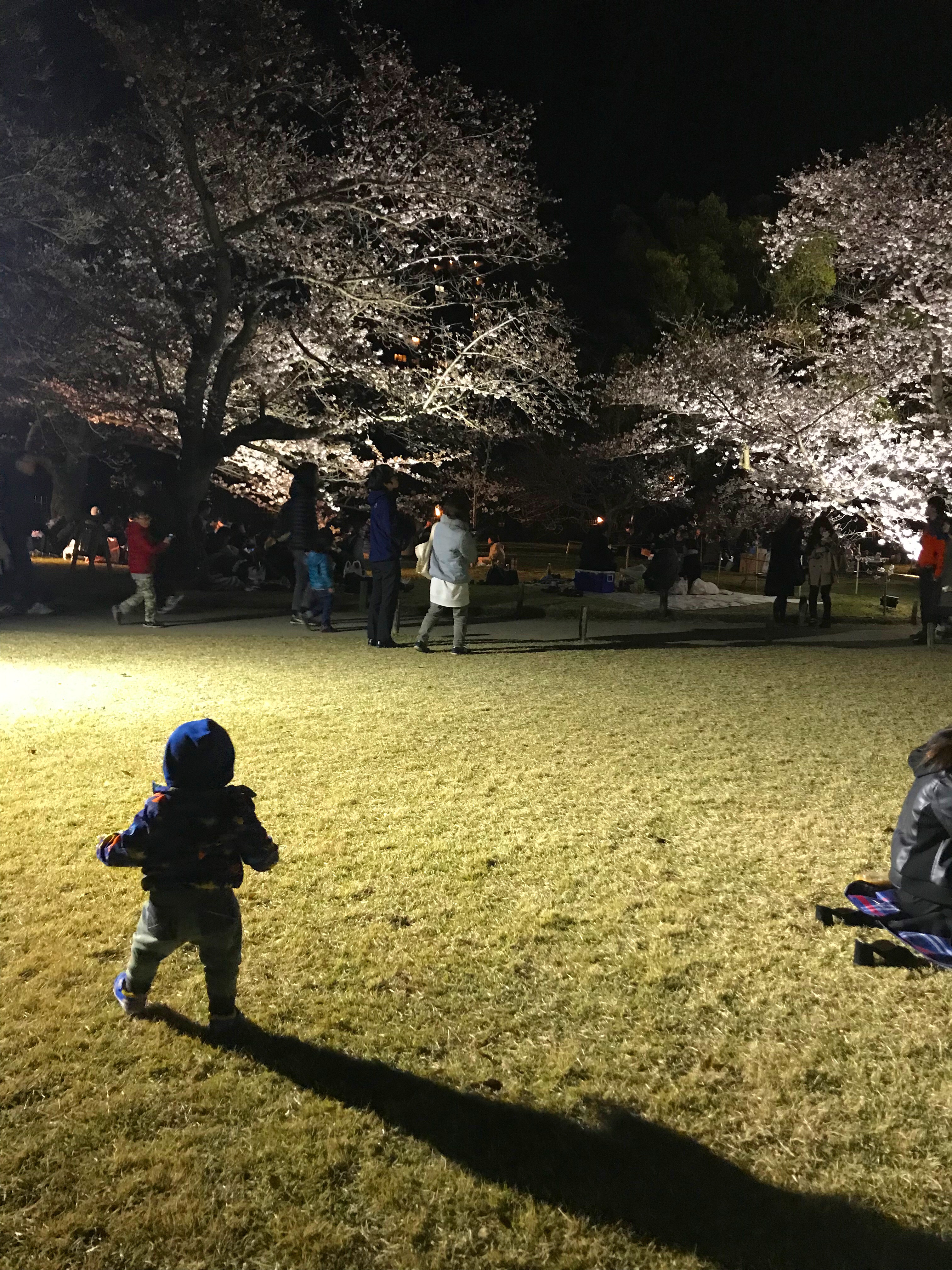 栗林公園桜のライトアップ 香川県高松市で大人女性に人気の美容室share シェア