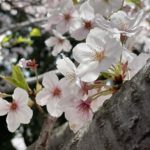 春ですね～🌸* 4月スタート !!